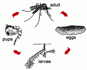 Mosquito Life Circle