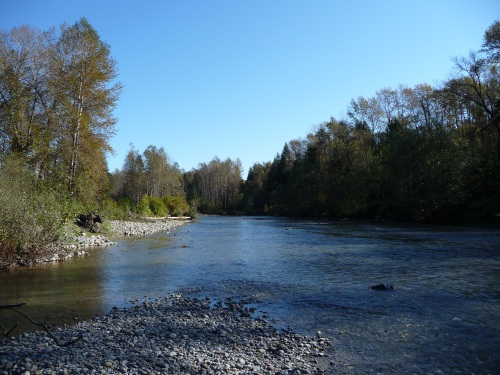 Tolt river gravel island