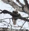 Bald eagle with dead bird