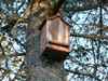 Bat box