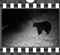 Bear night film