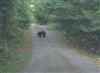 Bear on driveway