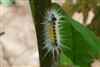 Caterpillar black dots