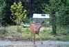 Deer with small antlers