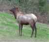 Elk standing