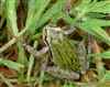 Frog green stripes