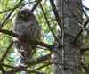 Owl in tree