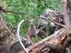 Young deer in root pile