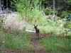 Young deer on path